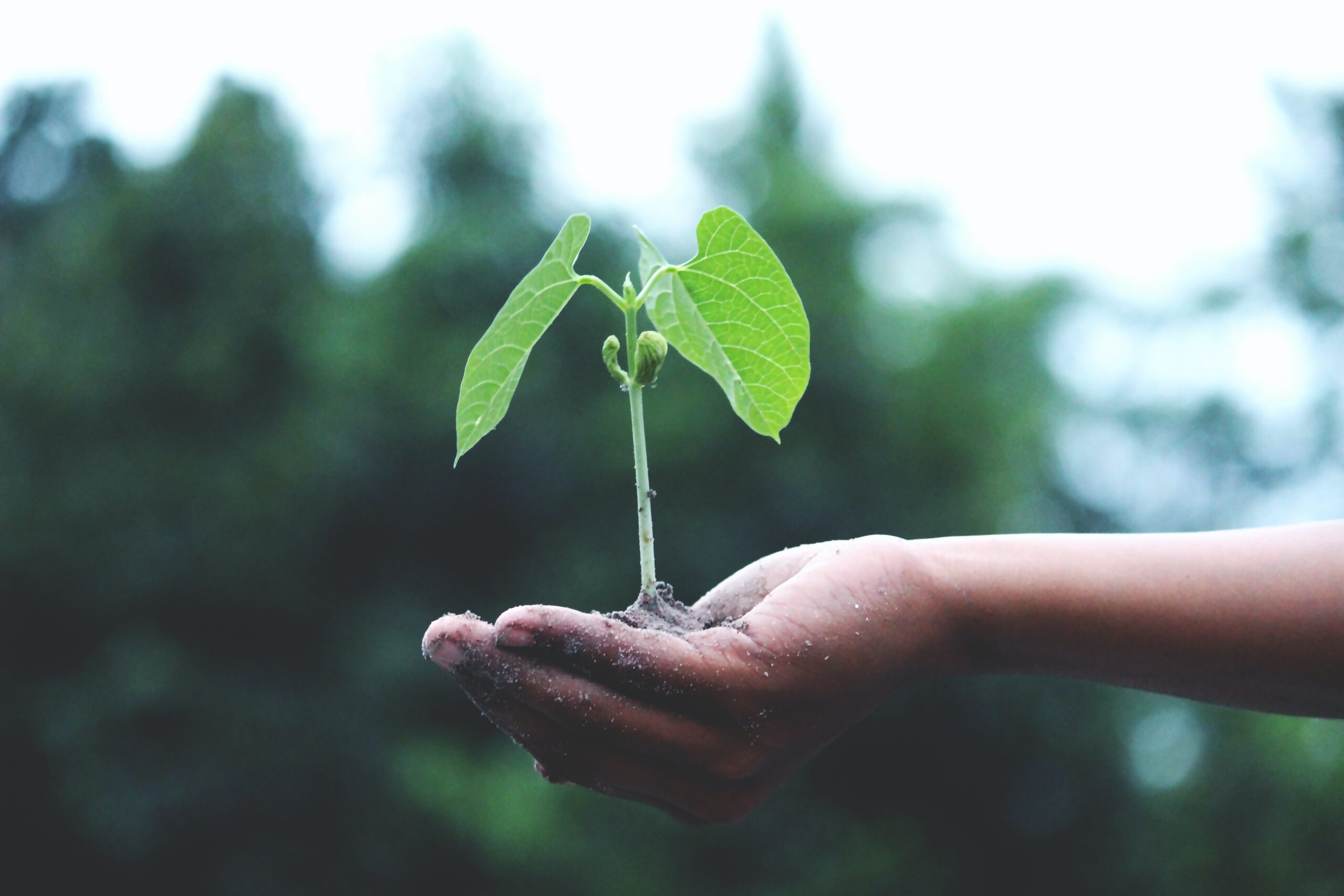 banner-image
